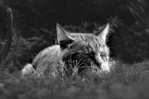 神戸の保育士求人で土日休みの職場はどこですか？