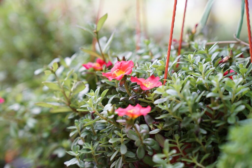 保育ひろばの神戸における評判はどうなの？